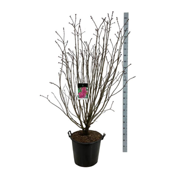 Syringa vulgaris 'And an Ludwig Späth' F00006903