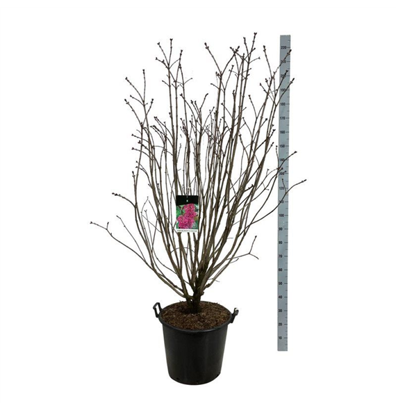 Syringa vulgaris 'And an Ludwig Späth' F00006903
