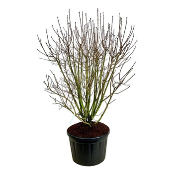 Syringa vulgaris 'And an Ludwig Späth' F00006941
