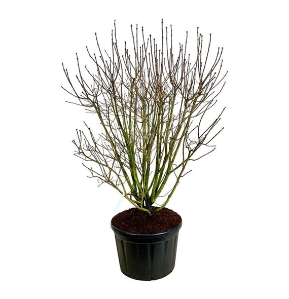 Syringa vulgaris 'And an Ludwig Späth' F00006941