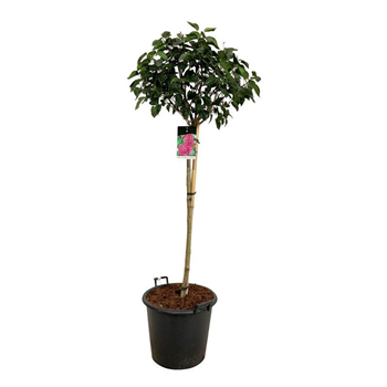 Syringa vulgaris 'Andenken an Ludwig Späth' F00005848