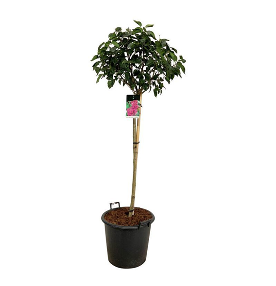 Syringa vulgaris 'Andenken an Ludwig Späth' F00005848