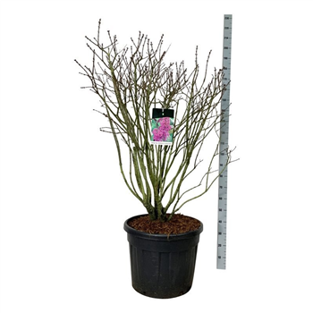 Syringa vulgaris 'Andenken an Ludwig Späth' F00007354