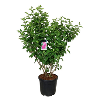 Syringa vulgaris 'Andenken an Ludwig Späth' F00005602
