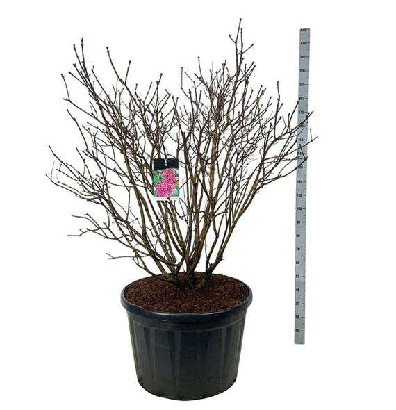 Syringa vulgaris 'Andenken an Ludwig Späth' F00007243