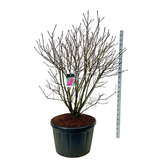 Syringa vulgaris 'Andenken an Ludwig Späth' F00007116