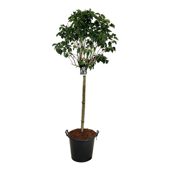 Syringa vulgaris 'Beauty of Moscow' F00005849