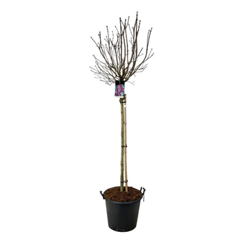 Syringa vulgaris 'Charles Joly' F00007010