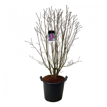 Syringa vulgaris 'Charles Joly' F00006902