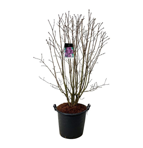 Syringa vulgaris 'Charles Joly' F00006902
