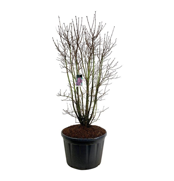 Syringa vulgaris 'Charles Joly' F00007121