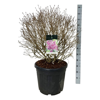 Syringa vulgaris 'Dark Purple' F00007406