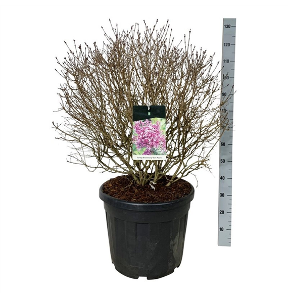 Syringa vulgaris 'Dark Purple' F00007406