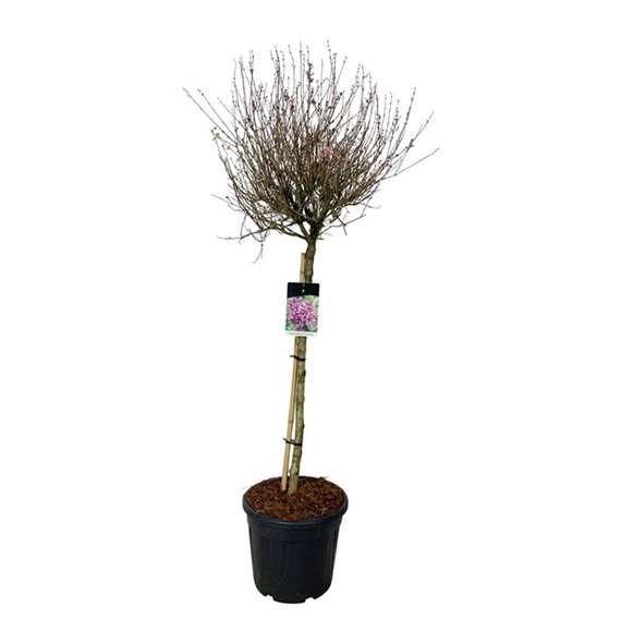 Syringa vulgaris 'Dark Purple' F00007290