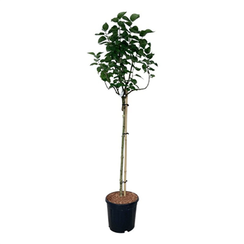 Syringa vulgaris 'Lila Wonder' F00005841
