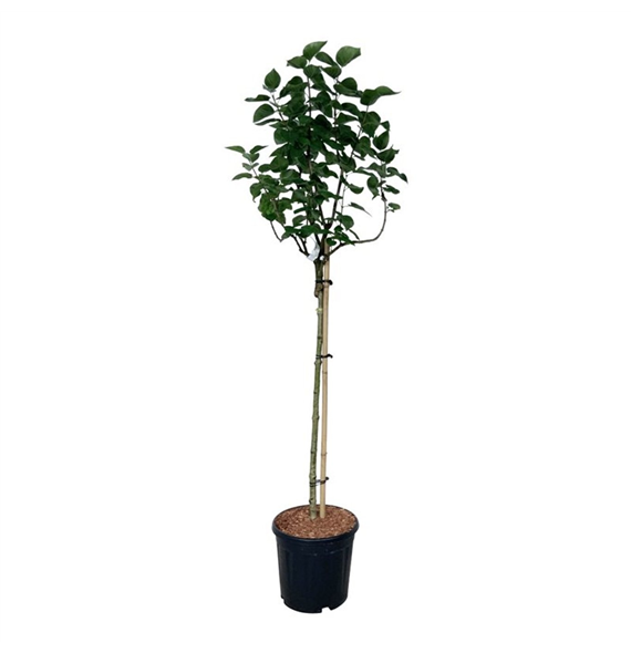 Syringa vulgaris 'Lila Wonder' F00005841