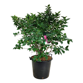 Syringa vulgaris 'Michel Buchner' F00005682