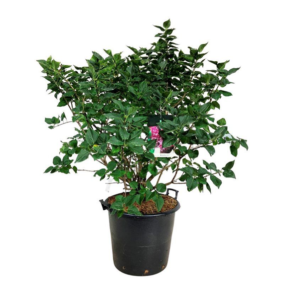 Syringa vulgaris 'Michel Buchner' F00005682