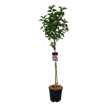 Syringa vulgaris 'Michel Buchner' F00005840