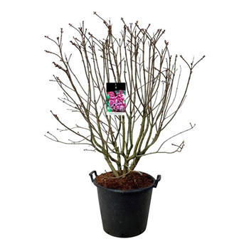 Syringa vulgaris 'Michel Buchner' F00005601