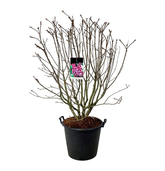 Syringa vulgaris 'Michel Buchner' F00005601