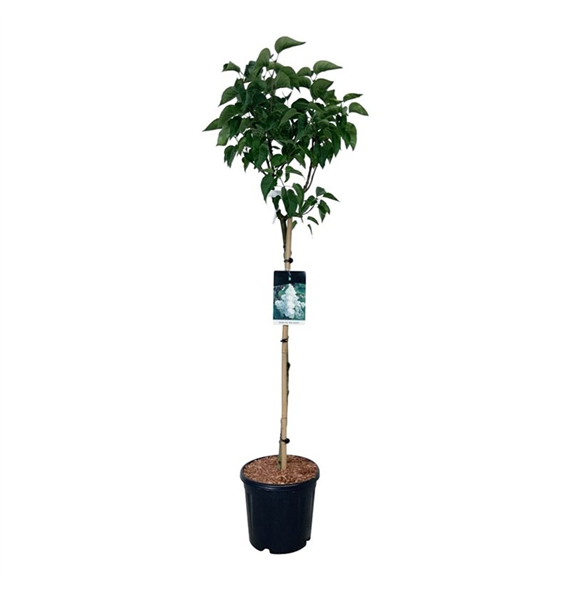 Syringa vulgaris 'Mme Lemoine' F00005839