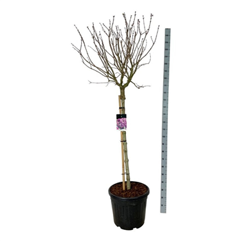 Syringa vulgaris 'Sensation' F00007133