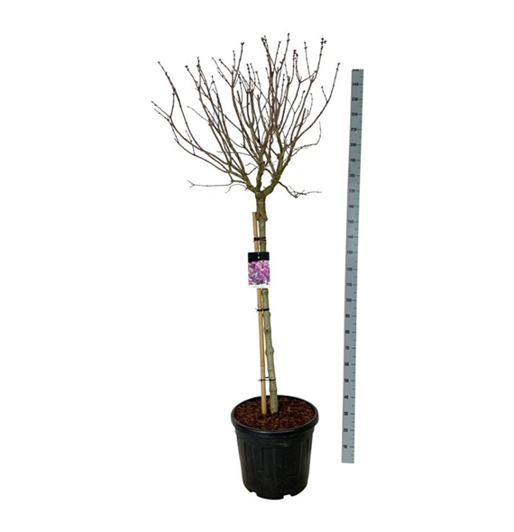 Syringa vulgaris 'Sensation' F00007133