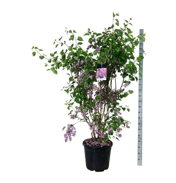 Syringa vulgaris 'Sensation' F00007447