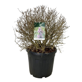 Syringa vulgaris 'Sugar Plum Fairy' F00007408