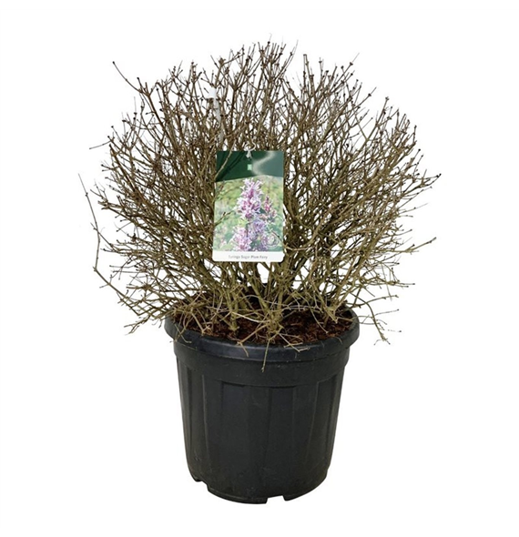 Syringa vulgaris 'Sugar Plum Fairy' F00007408