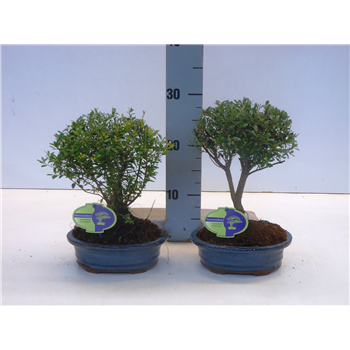 Syzygium buxifolium F00002566