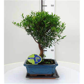 Syzygium buxifolium F00002567