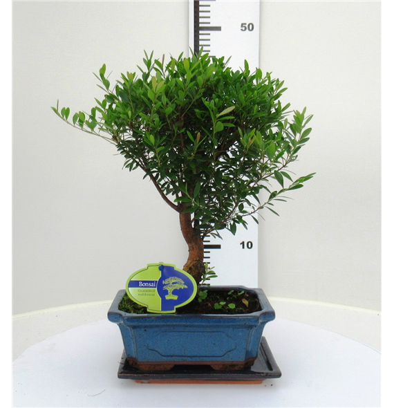 Syzygium buxifolium F00002567