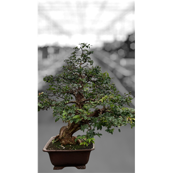 Syzygium buxifolium F00007764