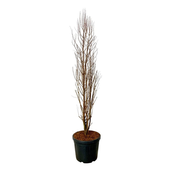 Taxodium distichum 'Lindseys Skyward' F00007327