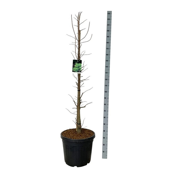 Taxodium distichum 'Pevé Minaret' F00007322