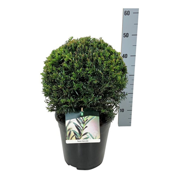 Taxus baccata F00005870