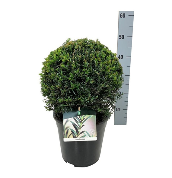 Taxus baccata F00005870