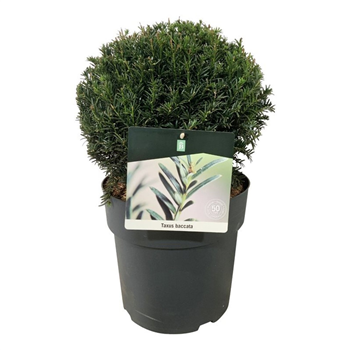 Taxus baccata F00005866