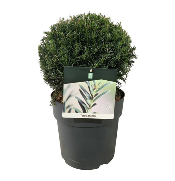 Taxus baccata F00005866