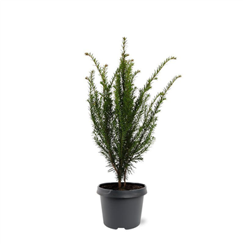 Taxus baccata F00008004