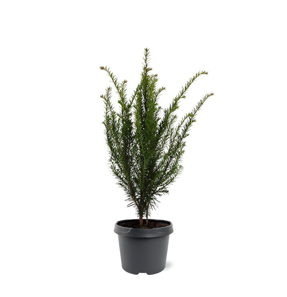 Taxus baccata F00008004