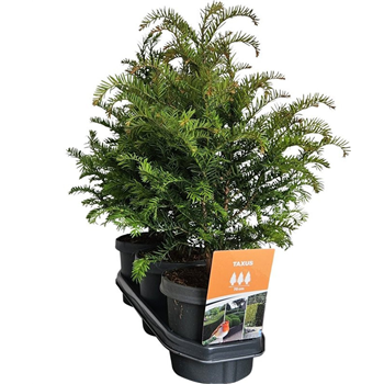 Taxus baccata F00008051