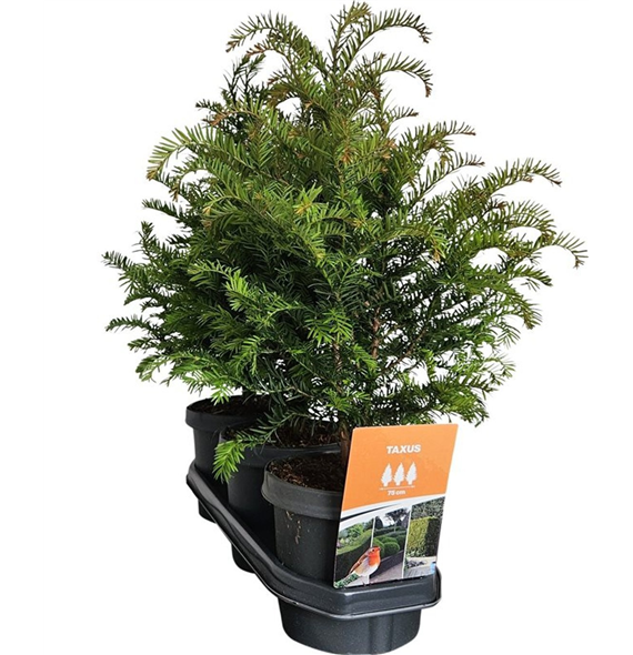 Taxus baccata F00008051