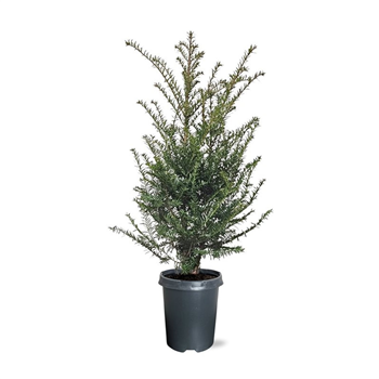 Taxus baccata F00008007