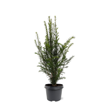 Taxus baccata F00008005