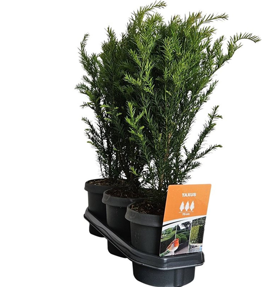 Taxus baccata F00008052