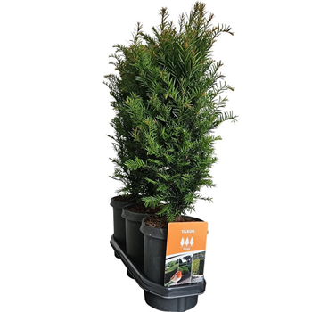 Taxus baccata F00008053