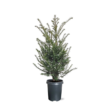 Taxus baccata F00008006